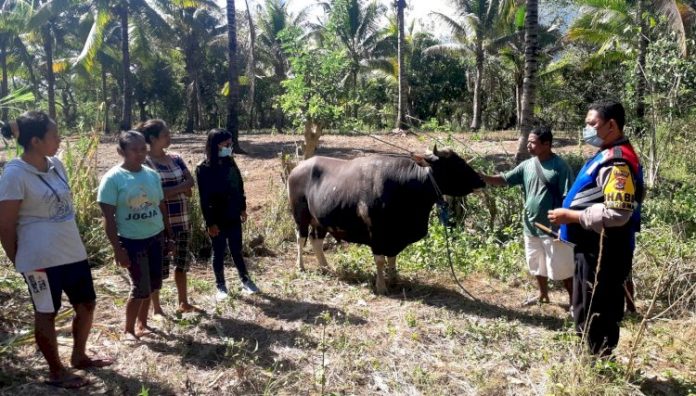 Babinkamtibmas desa Pululera Bripka Agutinus Fai bersama Dokter Hewan Maria Yosefina Tukan (dok.istimewa)