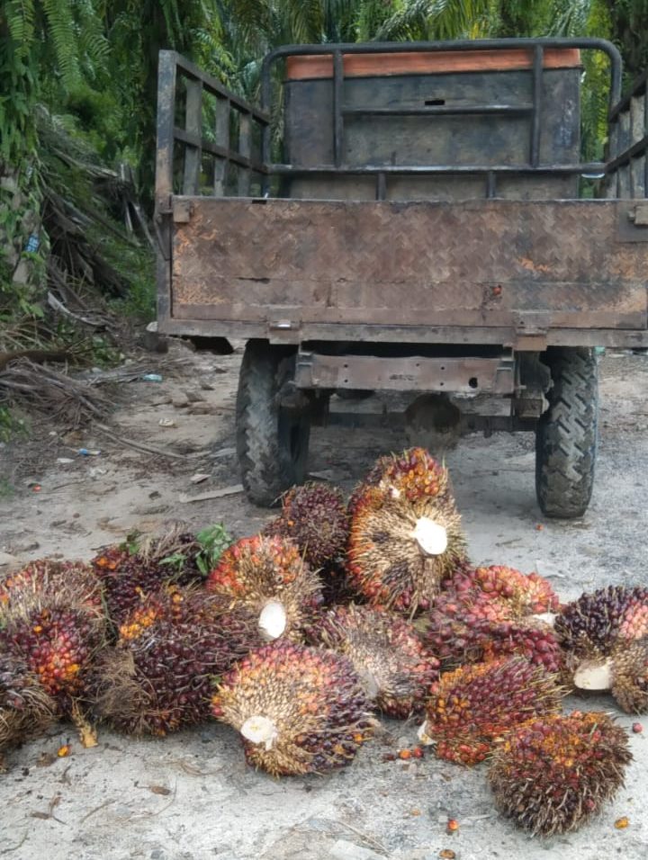 Tandan Buah Segar serta mobil langsiran buah Sawit (foto ilustrasi)