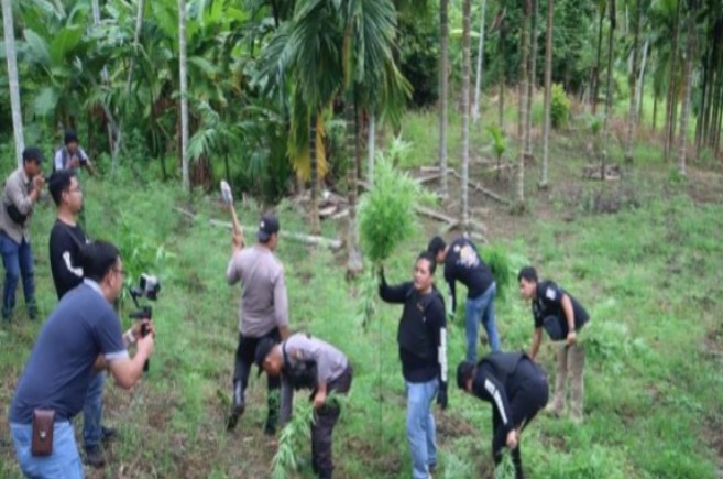 Ladang ganja, seluas kurang lebih Tiga Hektar di Dusun Cot Rawatu, Desa Kurung, Kecamatan Sawang, Kabupaten Aceh Utara