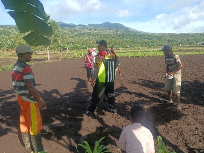 Penanaman Padi Pada Kebun Allen Liwu