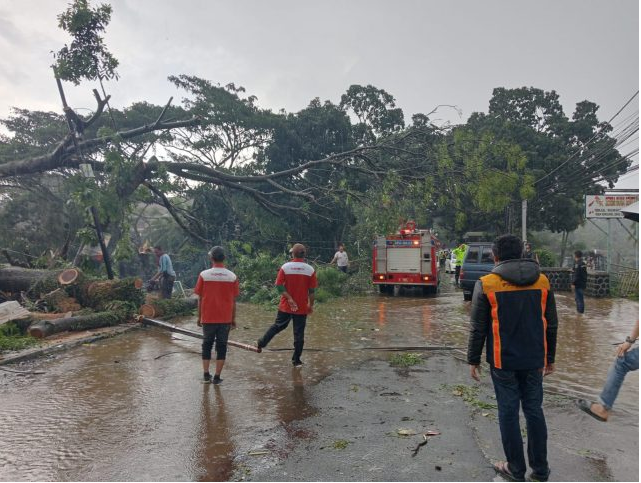 Banyak Pohon Tumbang di Pandeglang