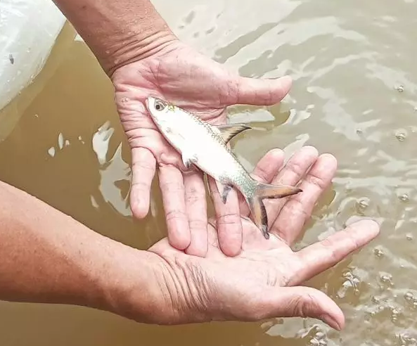 UPTD BBI Kota Depok Lakukan Pematangan Indukan Ikan Bala Shark untuk Melestarikan Populasi